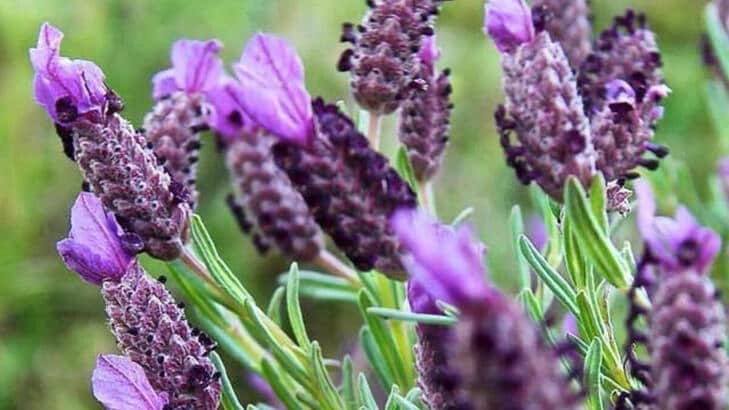 French Lavender: Benefits, Where To Buy?, Uses, Side Effects