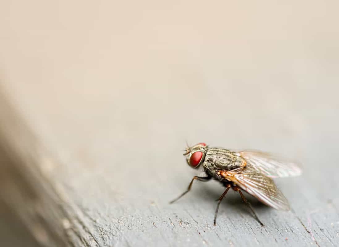 how-long-do-flies-live-interesting-facts-about-flies