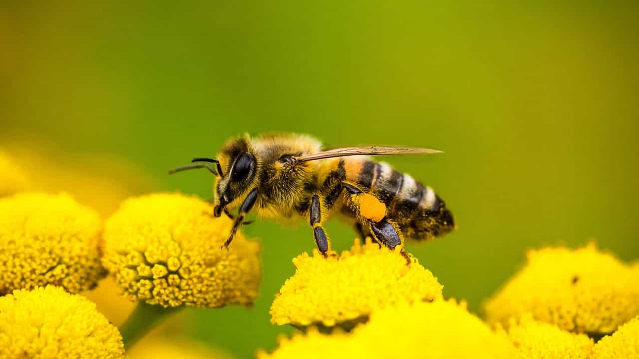 How Many Eyes Do Bees Have? Interesting Facts About Bees