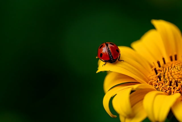 Do Lady Bugs Bite? | Medicineclue.com